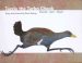 Tazzie the Turbo Chook Finds her Feet book cover